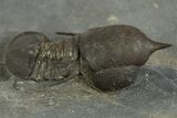 Pelagic Trilobite (Cyclopyge) Fossil - Huge Eyes #344605-1